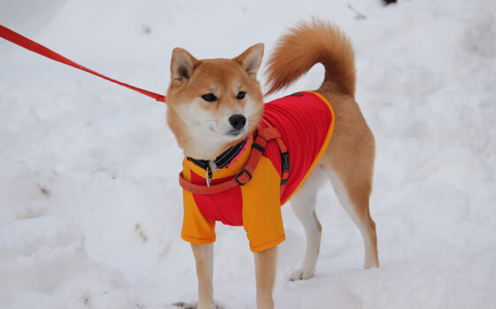 东决级震撼！哥斯达黎加草根军团一记倒挂金钩击溃银河战舰